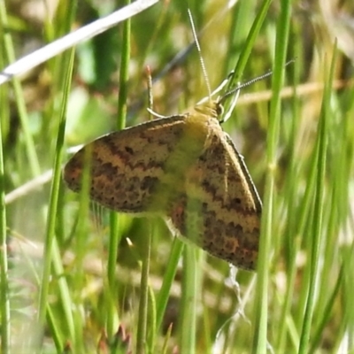 Scopula rubraria (Reddish Wave, Plantain Moth) at Rendezvous Creek, ACT - 25 Oct 2021 by JohnBundock