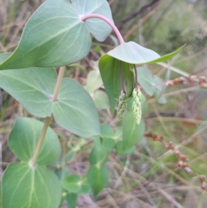 Veronica perfoliata at Acton, ACT - 23 Oct 2021