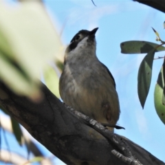 Melithreptus brevirostris (Brown-headed Honeyeater) at Rendezvous Creek, ACT - 26 Oct 2021 by JohnBundock