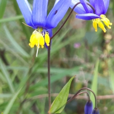 Stypandra glauca (Nodding Blue Lily) at Acton, ACT - 23 Oct 2021 by abread111