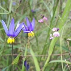 Stypandra glauca at Acton, ACT - 23 Oct 2021