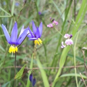 Stypandra glauca at Acton, ACT - 23 Oct 2021