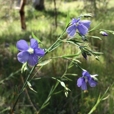 Linum marginale (Native Flax) at Hall, ACT - 26 Oct 2021 by strigo