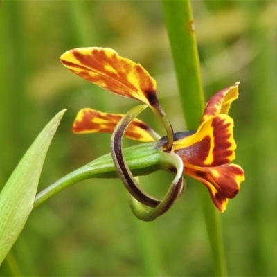 Diuris semilunulata (Late Leopard Orchid) at Paddys River, ACT - 25 Oct 2021 by JohnBundock