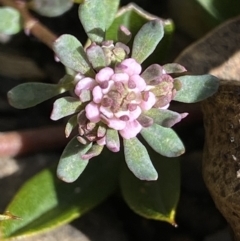 Poranthera oreophila (Mountain Poranthera) at Mount Clear, ACT - 26 Oct 2021 by RAllen