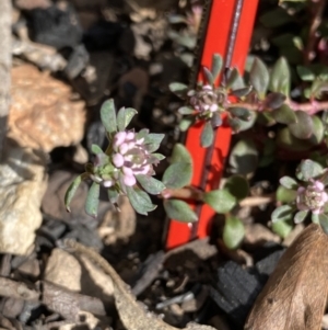 Poranthera oreophila at Mount Clear, ACT - 26 Oct 2021 03:30 PM