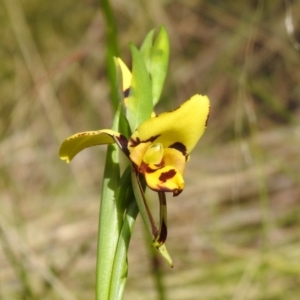 Diuris sulphurea at Paddys River, ACT - suppressed