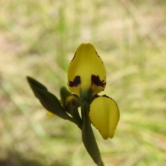 Diuris sulphurea at Paddys River, ACT - suppressed