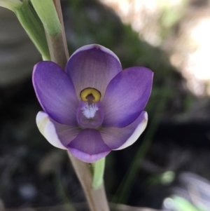 Thelymitra megcalyptra at Hall, ACT - 26 Oct 2021