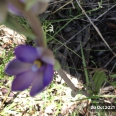 Thelymitra megcalyptra at Hall, ACT - 26 Oct 2021