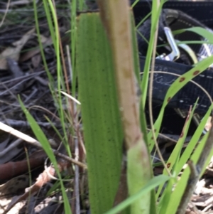 Thelymitra megcalyptra at Hall, ACT - 26 Oct 2021