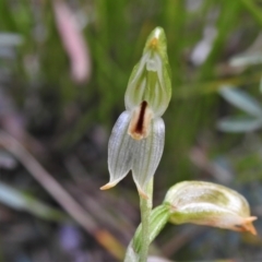 Bunochilus montanus (ACT) = Pterostylis jonesii (NSW) at Paddys River, ACT - suppressed