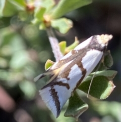 Ocystola paulinella (A Concealer Moth) at Mount Clear, ACT - 26 Oct 2021 by RAllen