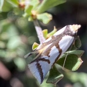 Ocystola paulinella at Mount Clear, ACT - 26 Oct 2021 04:00 PM