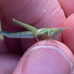 Keyacris scurra (Key's Matchstick Grasshopper) at Mulligans Flat - 26 Oct 2021 by gregbaines