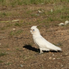 Cacatua sanguinea (Little Corella) at Jerrabomberra, NSW - 26 Oct 2021 by Steve_Bok