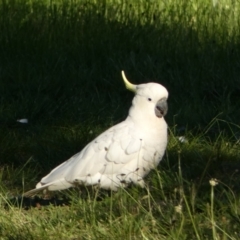 Cacatua galerita (Sulphur-crested Cockatoo) at Jerrabomberra, NSW - 26 Oct 2021 by Steve_Bok