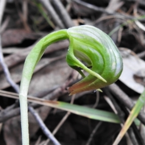 Pterostylis nutans at Paddys River, ACT - suppressed