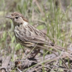 Pyrrholaemus sagittatus (Speckled Warbler) at The Pinnacle - 26 Oct 2021 by AlisonMilton