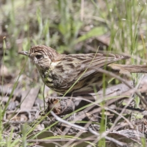 Pyrrholaemus sagittatus at Hawker, ACT - 26 Oct 2021