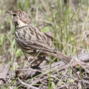 Pyrrholaemus sagittatus at Hawker, ACT - 26 Oct 2021