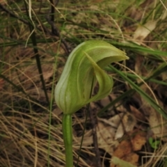 Pterostylis curta (Blunt Greenhood) at Paddys River, ACT - 25 Oct 2021 by JohnBundock