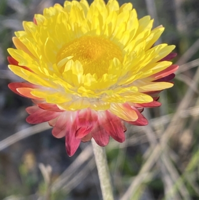 Leucochrysum albicans subsp. tricolor (Hoary Sunray) at Rendezvous Creek, ACT - 26 Oct 2021 by RAllen