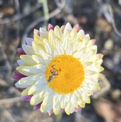 Leucochrysum albicans subsp. tricolor at Rendezvous Creek, ACT - 26 Oct 2021