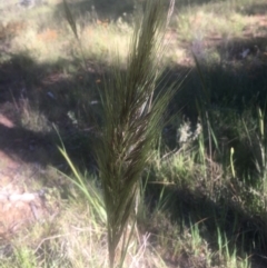 Austrostipa densiflora (Foxtail Speargrass) at Hall, ACT - 24 Oct 2021 by strigo