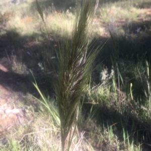 Austrostipa densiflora at Hall, ACT - 25 Oct 2021 08:56 AM