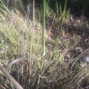 Austrostipa densiflora at Hall, ACT - 25 Oct 2021 08:56 AM