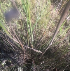 Austrostipa densiflora at Hall, ACT - 25 Oct 2021