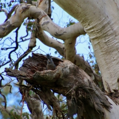 Callocephalon fimbriatum (Gang-gang Cockatoo) at Deakin, ACT - 24 Oct 2021 by LisaH