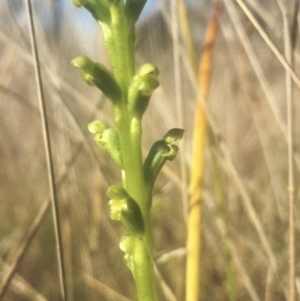 Microtis unifolia at Hall, ACT - suppressed