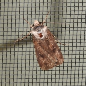 Agrotis munda at Wanniassa, ACT - 26 Oct 2021