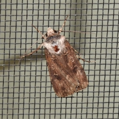 Agrotis infusa (Bogong Moth, Common Cutworm) at Wanniassa, ACT - 26 Oct 2021 by JohnBundock