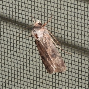 Agrotis munda at Wanniassa, ACT - 26 Oct 2021