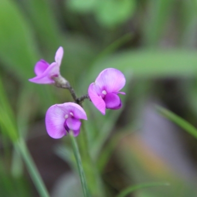 Swainsona sericea (Silky Swainson-Pea) at Red Hill, ACT - 24 Oct 2021 by LisaH