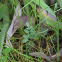 Swainsona sericea at Red Hill, ACT - 24 Oct 2021