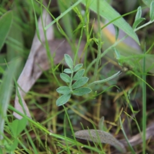 Swainsona sericea at Red Hill, ACT - 24 Oct 2021