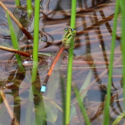 Ischnura aurora (Aurora Bluetail) at Campbell Park Woodland - 23 Oct 2021 by RodDeb