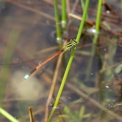 Ischnura aurora at Pialligo, ACT - 23 Oct 2021