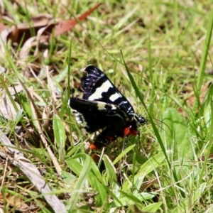 Phalaenoides glycinae at Mongarlowe, NSW - suppressed