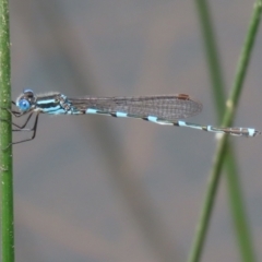 Austrolestes leda (Wandering Ringtail) at Pialligo, ACT - 23 Oct 2021 by RodDeb