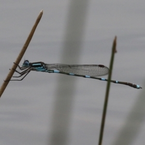 Austrolestes leda at Campbell Park Woodland - 23 Oct 2021