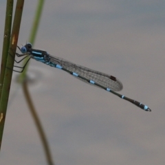 Austrolestes leda at Campbell Park Woodland - 23 Oct 2021