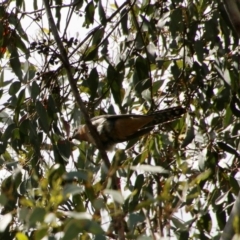 Cacomantis flabelliformis (Fan-tailed Cuckoo) at Mongarlowe River - 26 Oct 2021 by LisaH