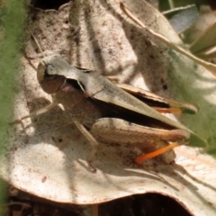 Cryptobothrus chrysophorus (Golden Bandwing) at Pialligo, ACT - 23 Oct 2021 by RodDeb