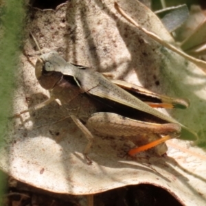 Cryptobothrus chrysophorus at Pialligo, ACT - 23 Oct 2021