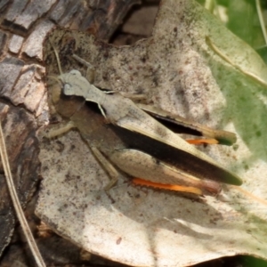 Cryptobothrus chrysophorus at Pialligo, ACT - 23 Oct 2021